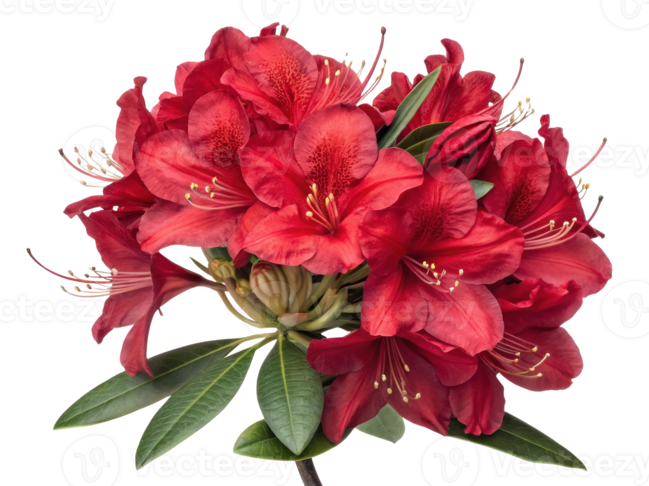 Rhododendron flowers bloom vibrantly showcasing their rich red hues and delicate petals creating stunning natural display png