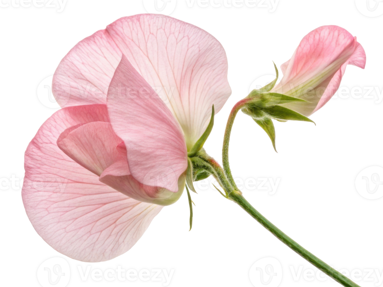 Sweet pea flowers bloom gracefully with delicate pink petals and vibrant green stems, creating charming and lovely display png