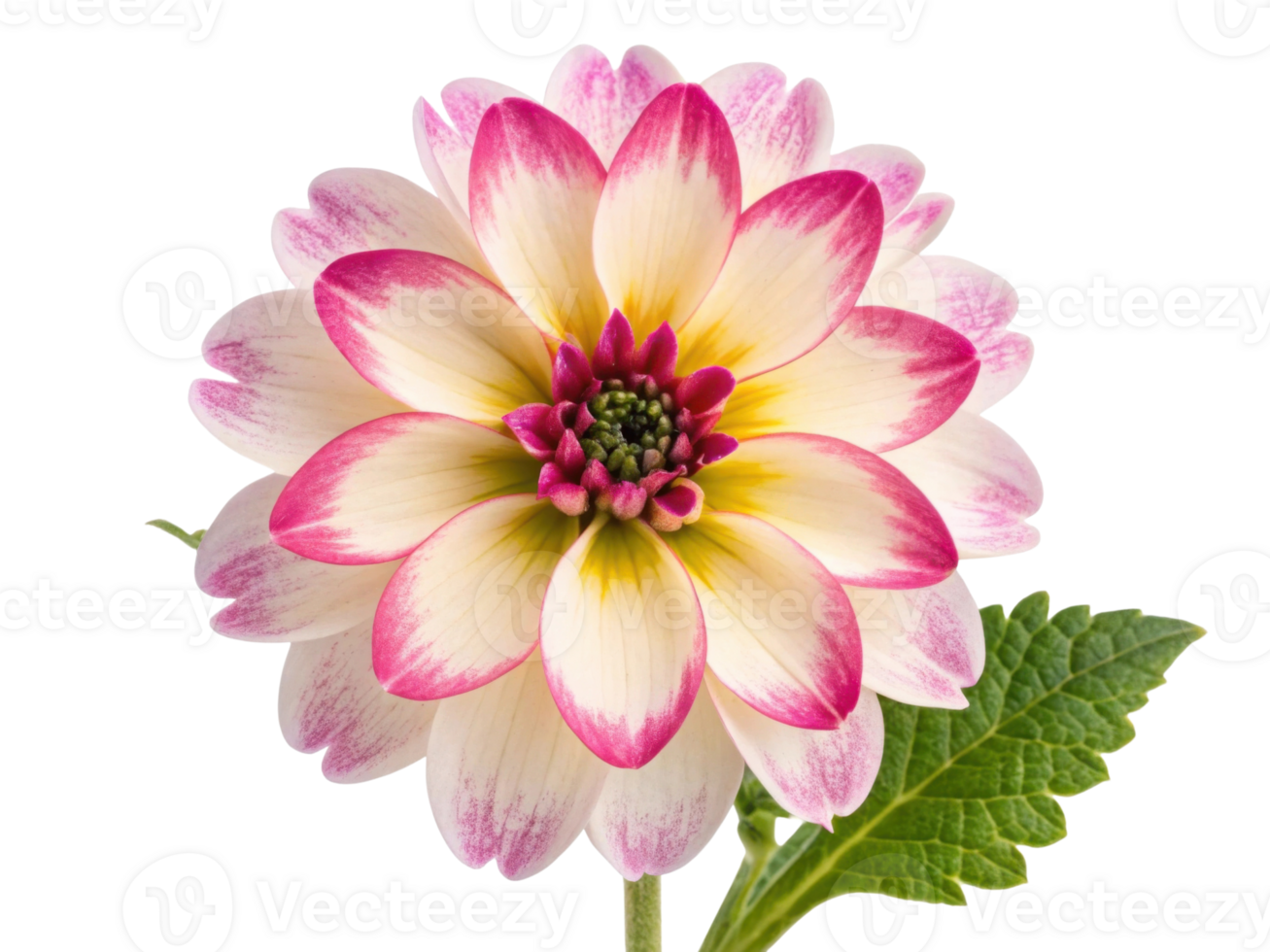 Vibrant flower with pink and white petals showcases its beauty, inviting admiration and joy. delicate petals and green leaves enhance its charm png