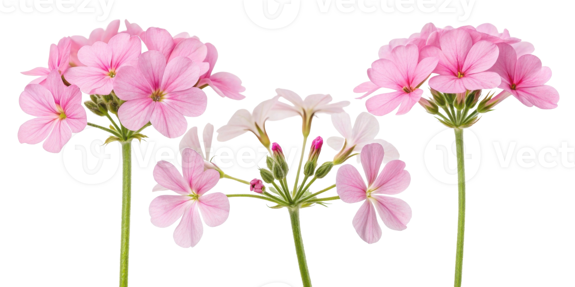 Beautiful verbena flowers bloom in soft pink hues, creating serene and cheerful atmosphere in any garden or floral arrangement png