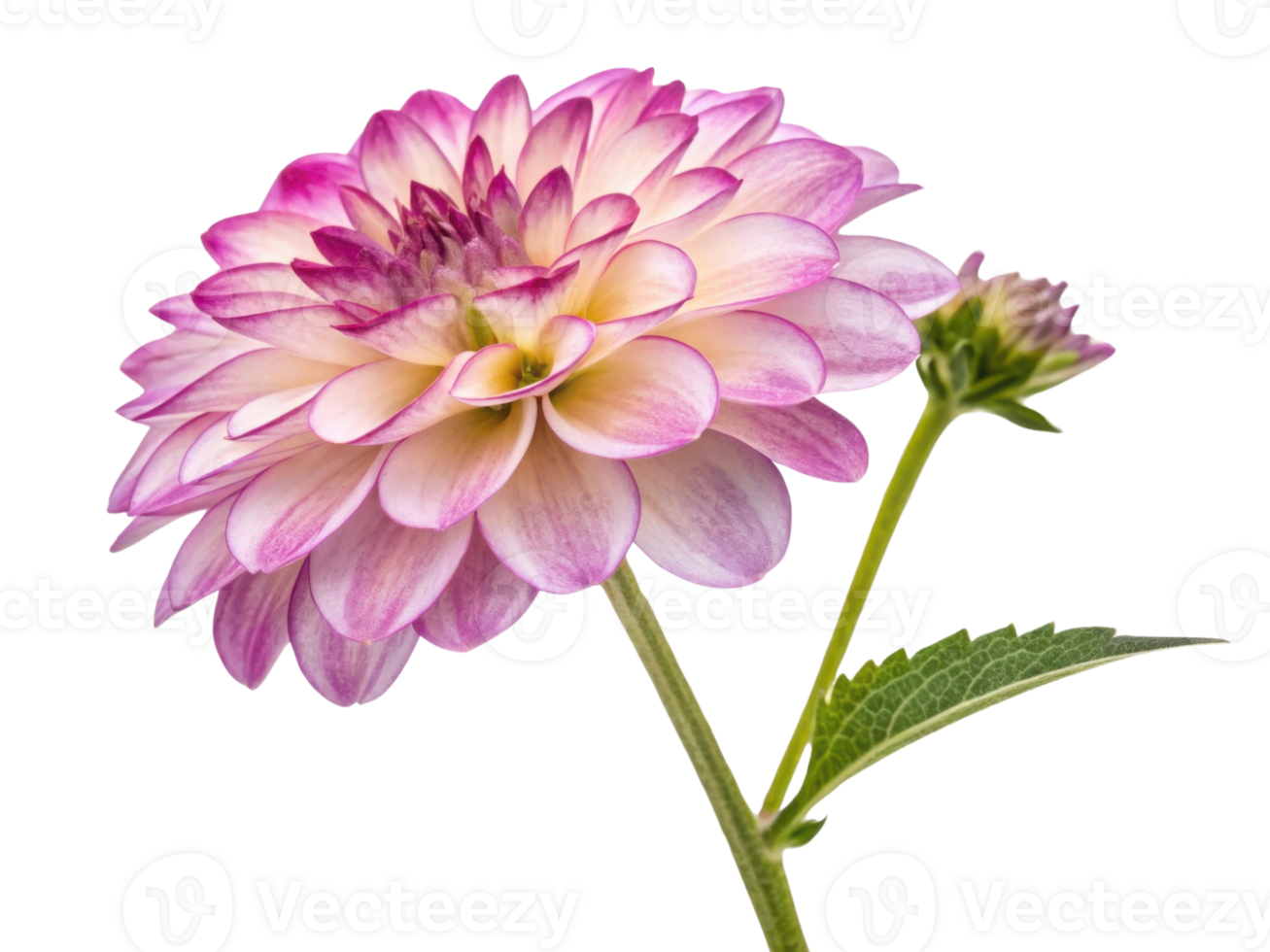 Beautiful verbena flower showcases delicate petals in shades of pink and cream, radiating elegance and charm in any garden setting png
