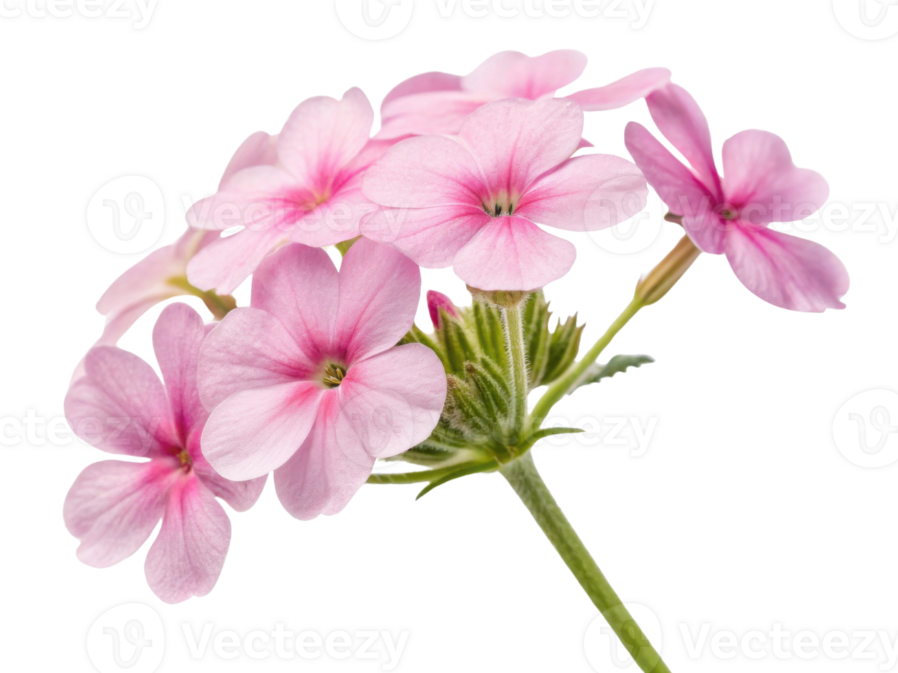 Beautiful verbena flowers bloom in soft pink hues showcasing delicate petals and vibrant green foliage png