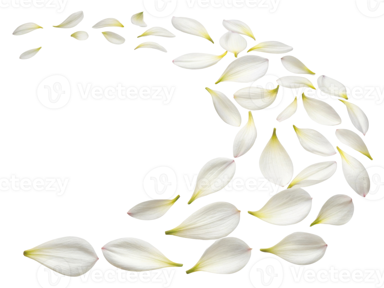 Delicate flower petals create graceful swirl, embodying beauty and elegance in nature design. Perfect for floral arrangements and decor png