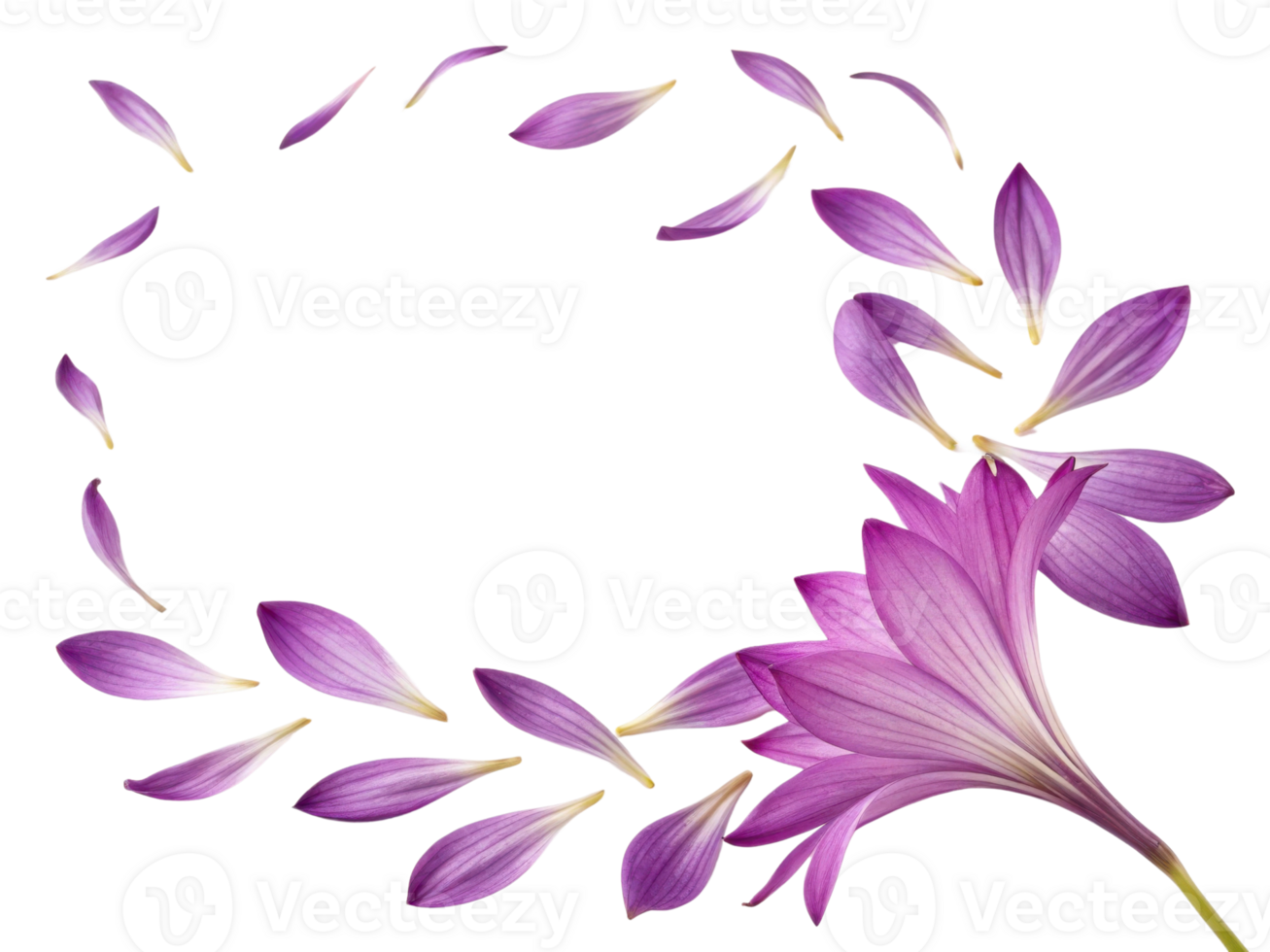 Stunning bromeliad flower showcases vibrant purple petals gracefully falling, creating beautiful and serene atmosphere png