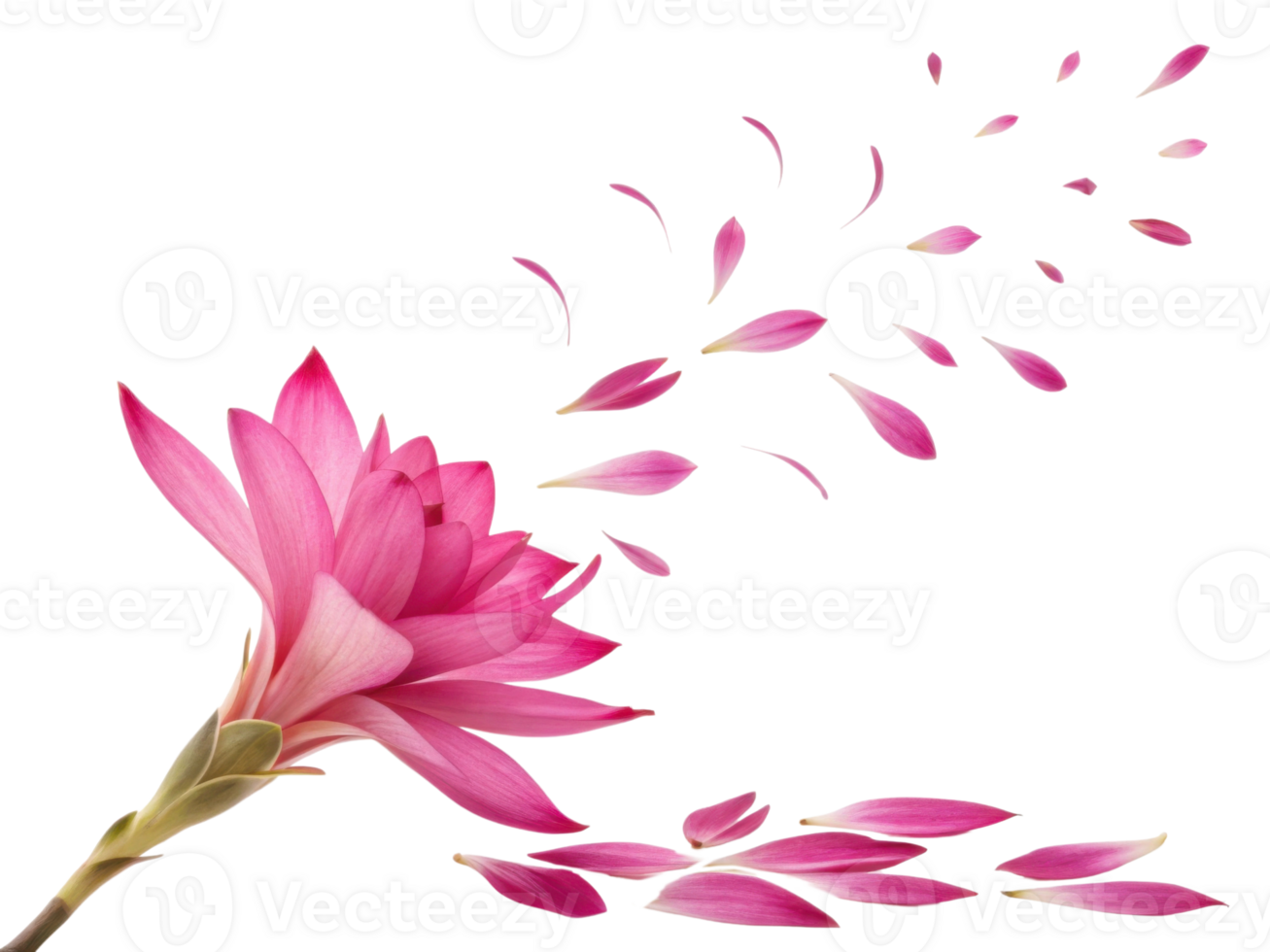 Vibrant bromeliad flower showcases its stunning pink petals, creating beautiful scene as petals gently fall around it png