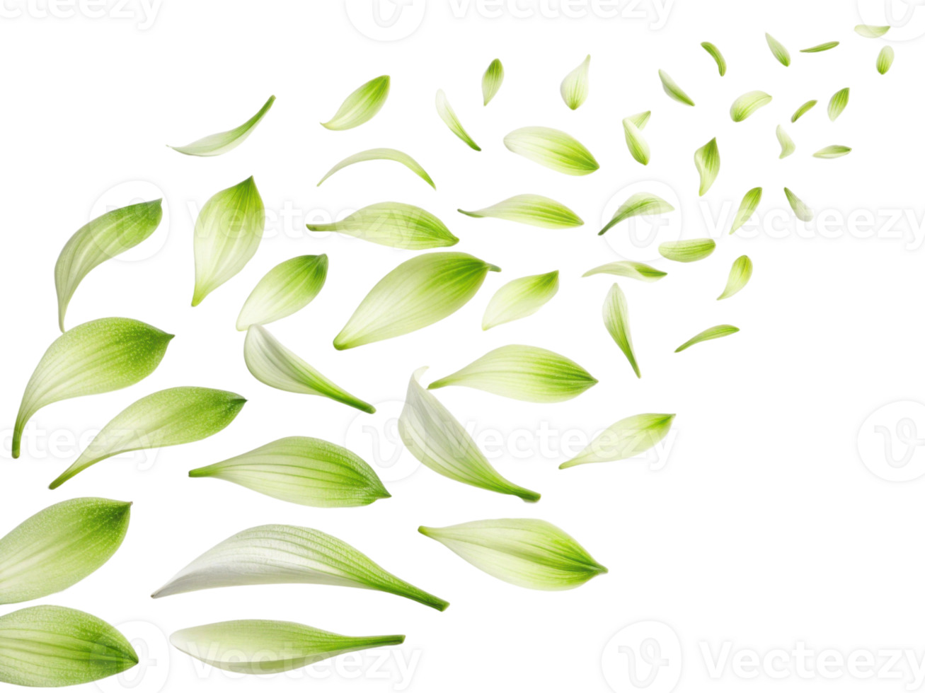 Delicate green and white petals gracefully scatter, creating serene and calming atmosphere, reminiscent of nature beauty png