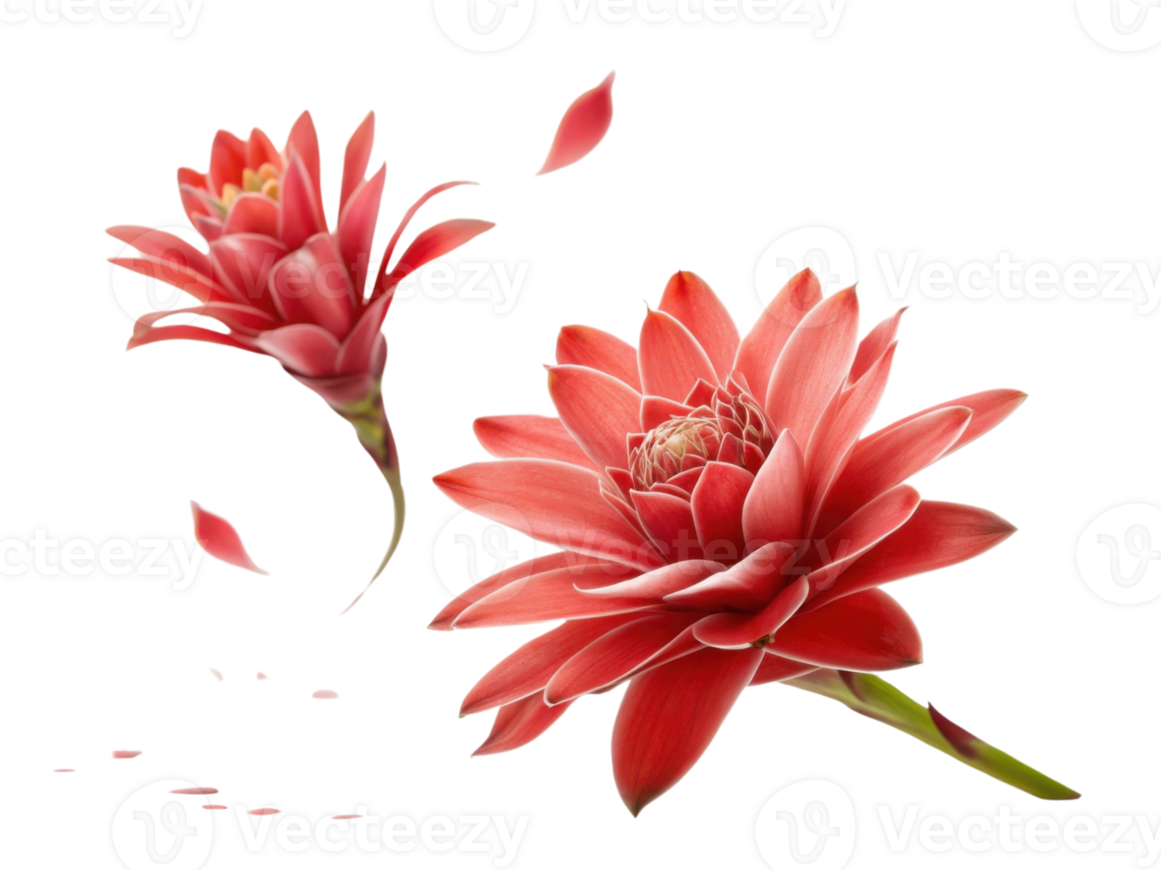 Beautiful bromeliad flowers bloom vibrantly, showcasing their stunning petals and captivating colors, creating delightful visual experience png
