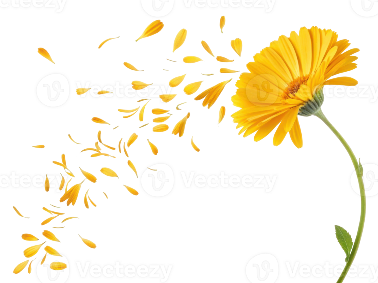 Vibrant calendula flower displays its bright yellow petals, creating beautiful scene as petals gently scatter in breeze png
