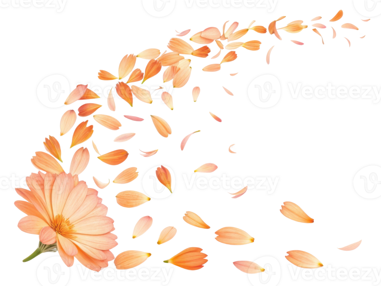 Beautiful calendula flower with delicate petals gracefully falling, creating serene and enchanting scene of nature elegance png