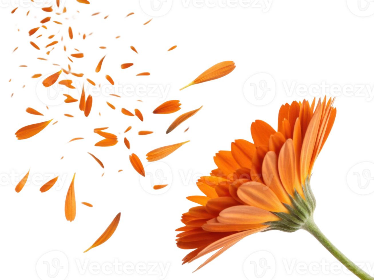 Vibrant calendula flower showcases its beautiful orange petals, some of which are gently falling away, creating stunning visual effect png