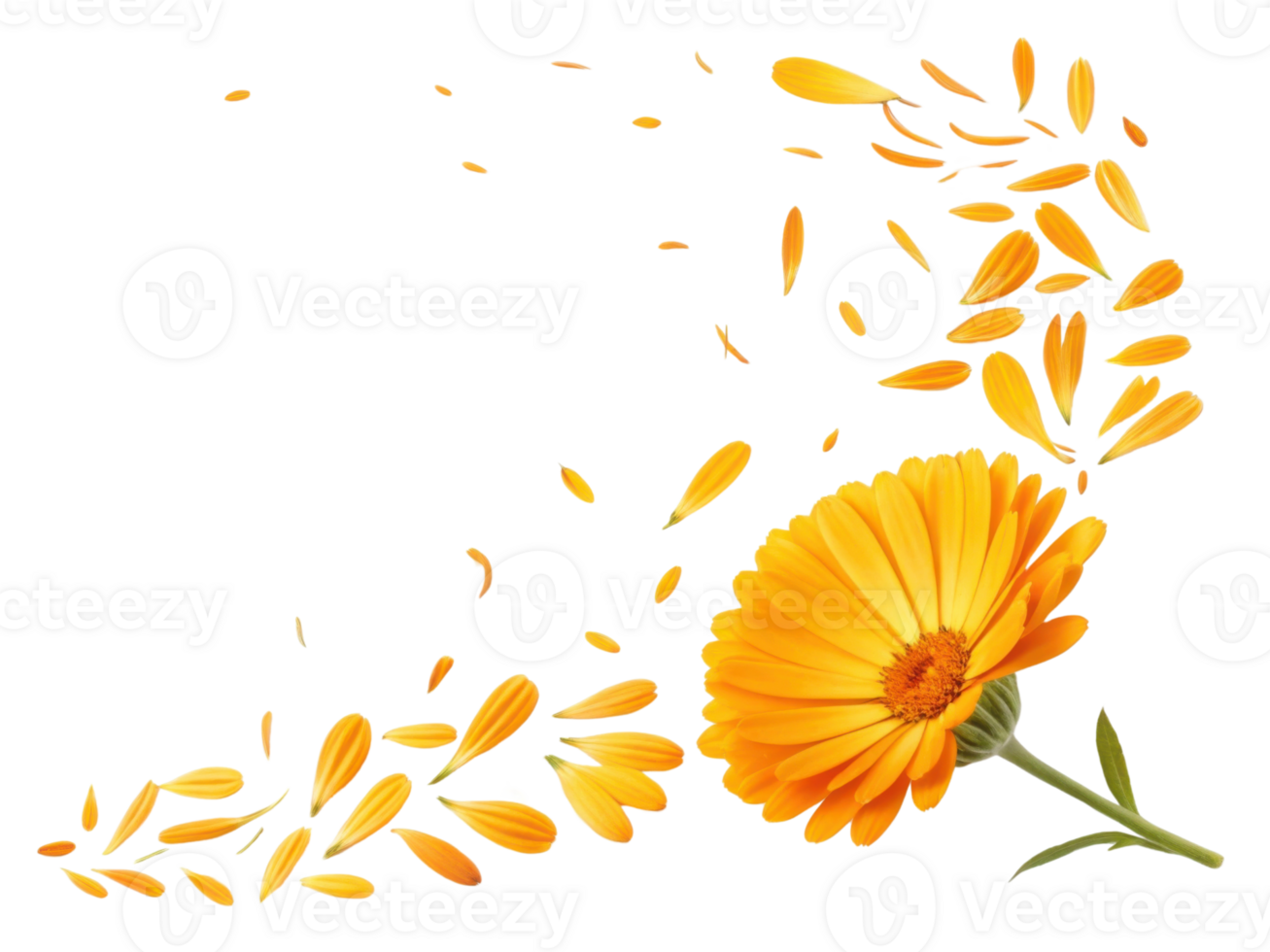 Vibrant calendula flower with bright orange petals is beautifully displayed, surrounded by scattered petals that evoke sense of freshness and joy png