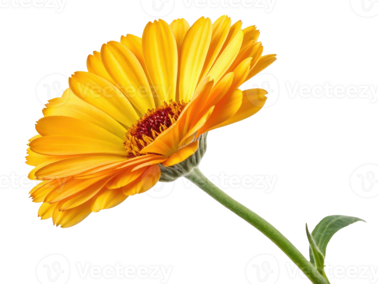Vibrant calendula flower showcases its bright yellow petals and intricate details, symbolizing beauty and warmth in nature png