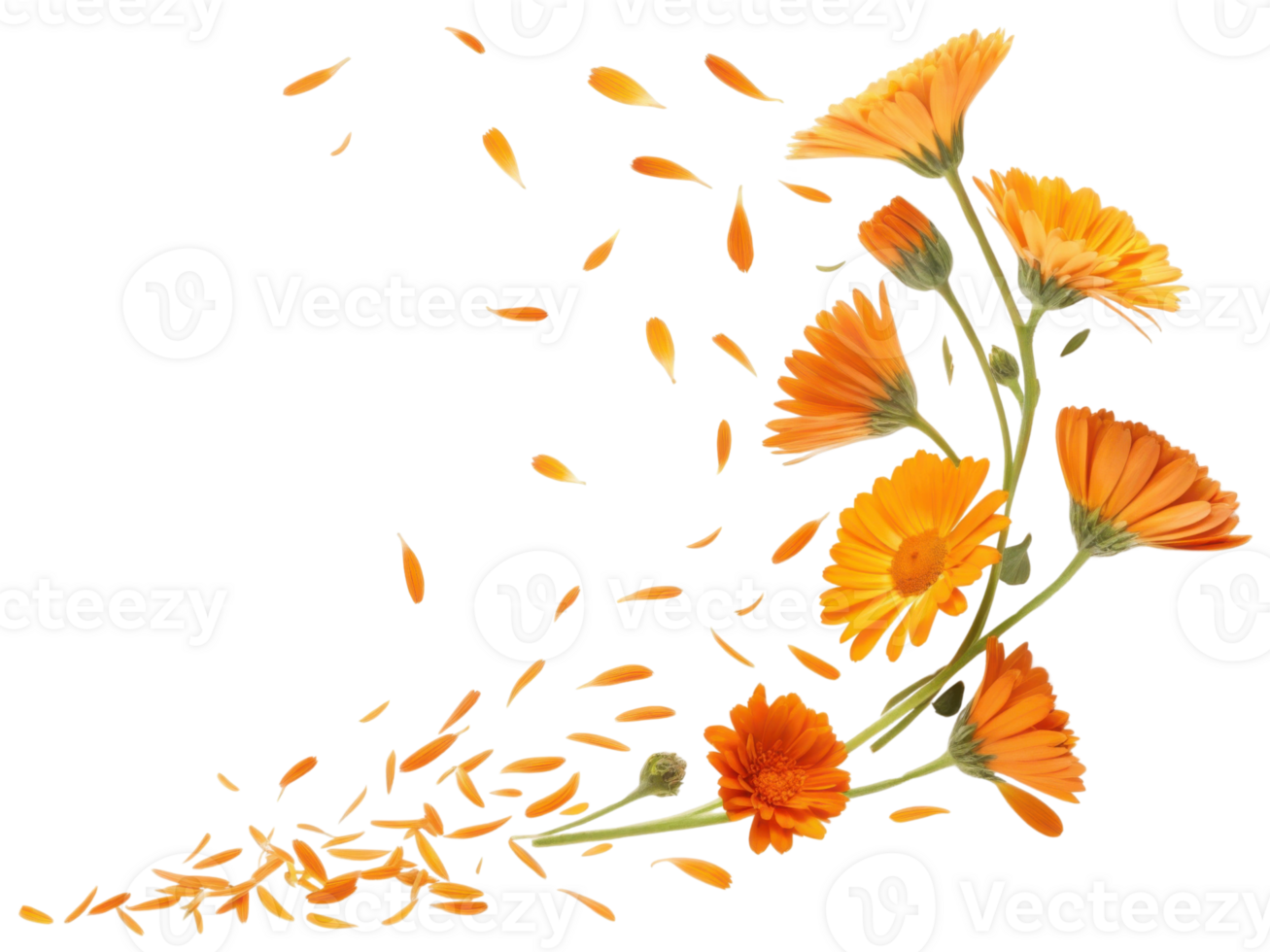 Beautiful calendula flowers in vibrant orange hues gracefully scatter their petals, creating stunning visual of nature elegance png