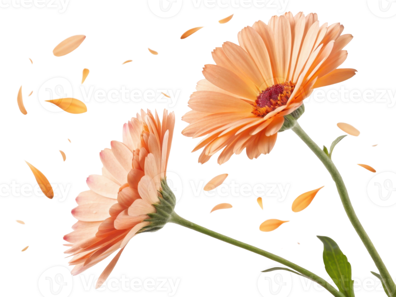 Beautiful calendula flowers in soft peach hues gracefully sway, surrounded by delicate petals that dance in air png