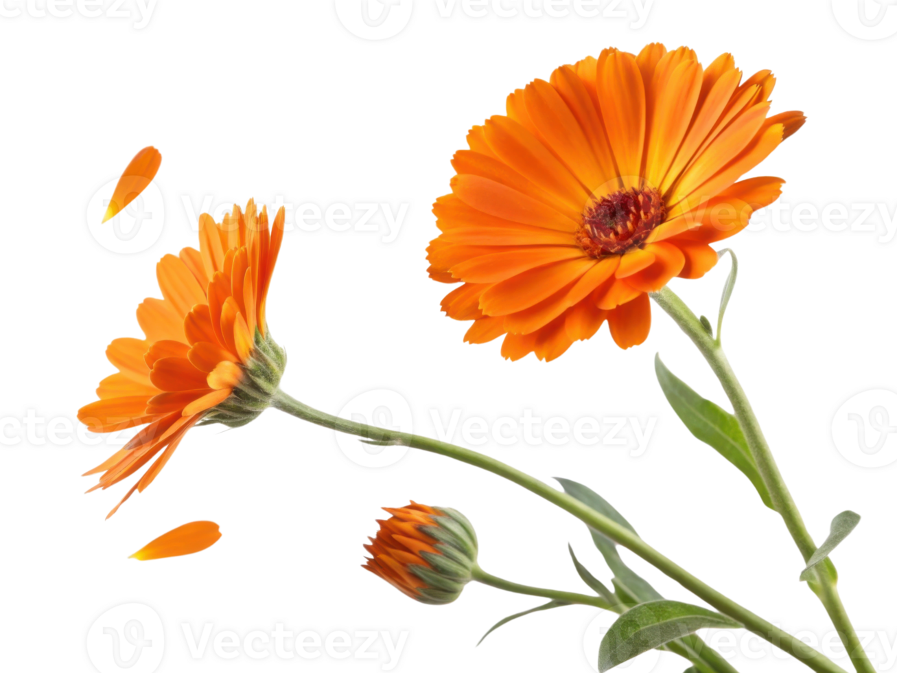 Bright calendula flowers bloom with vibrant orange petals showcasing their beauty in nature garden png