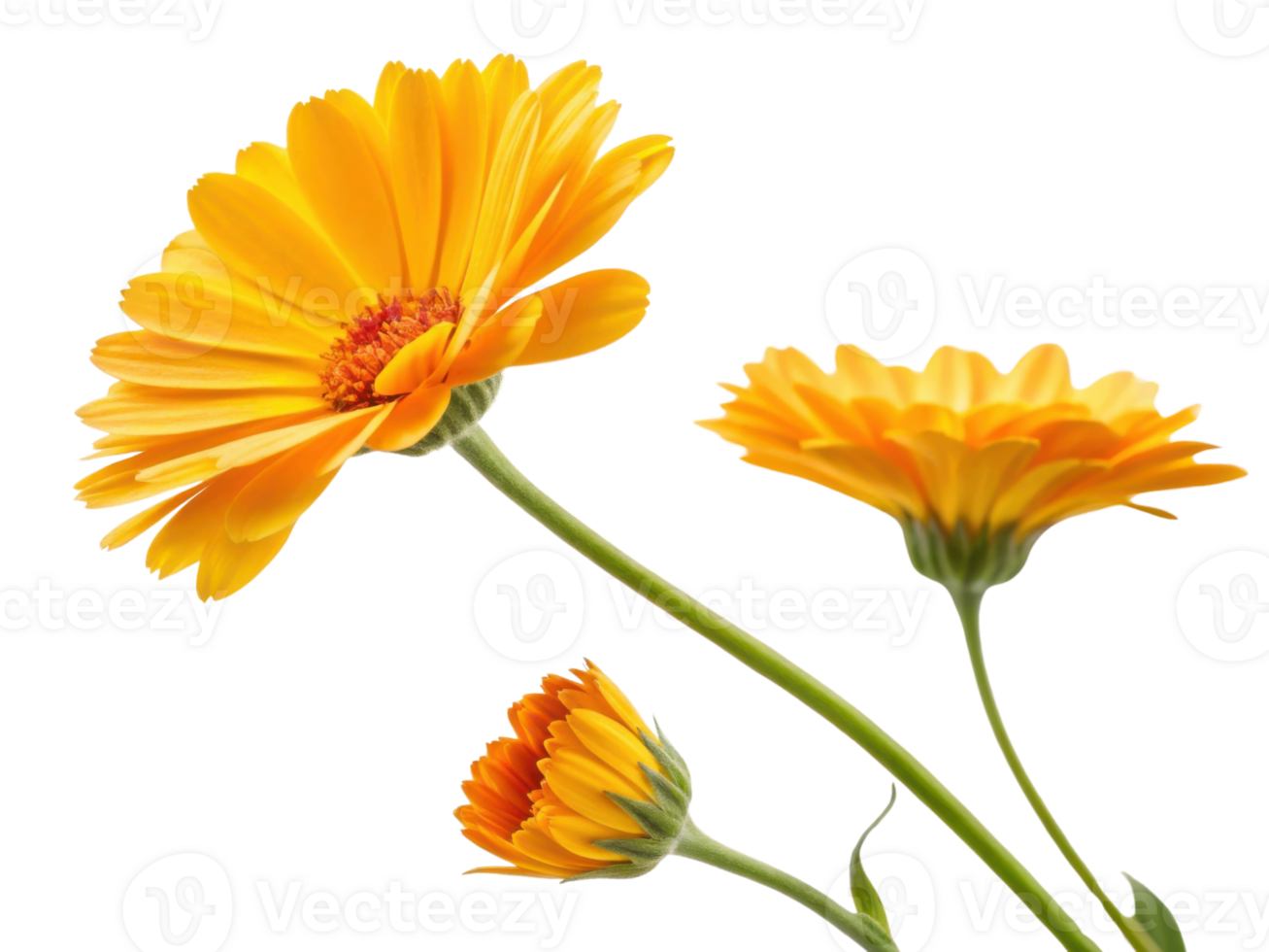 Bright and vibrant calendula flowers showcase their stunning yellow petals in beautiful arrangement that brings joy and warmth to any setting png