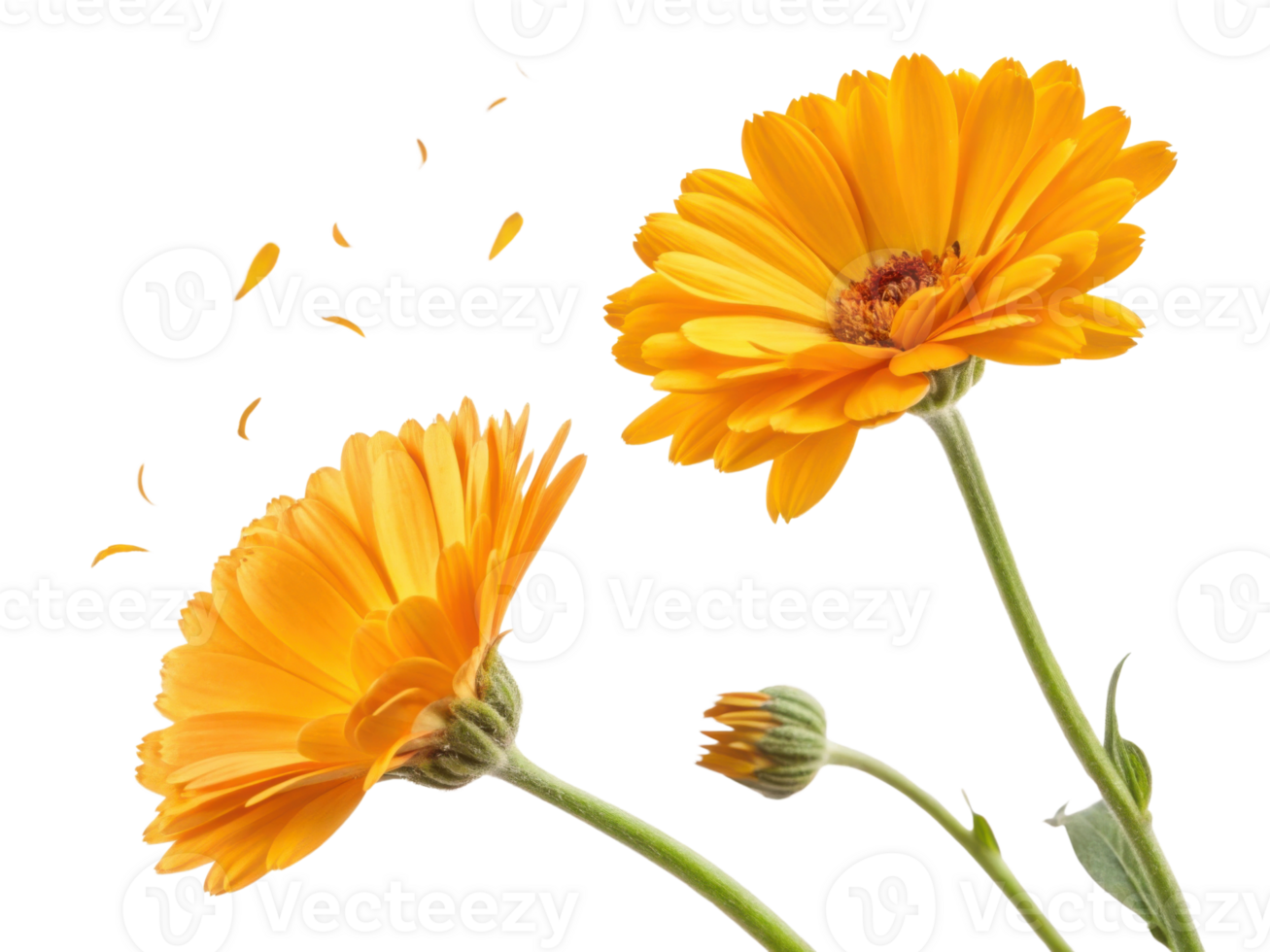 Bright and vibrant calendula flowers showcase their beauty with petals gently falling, creating serene and joyful atmosphere png