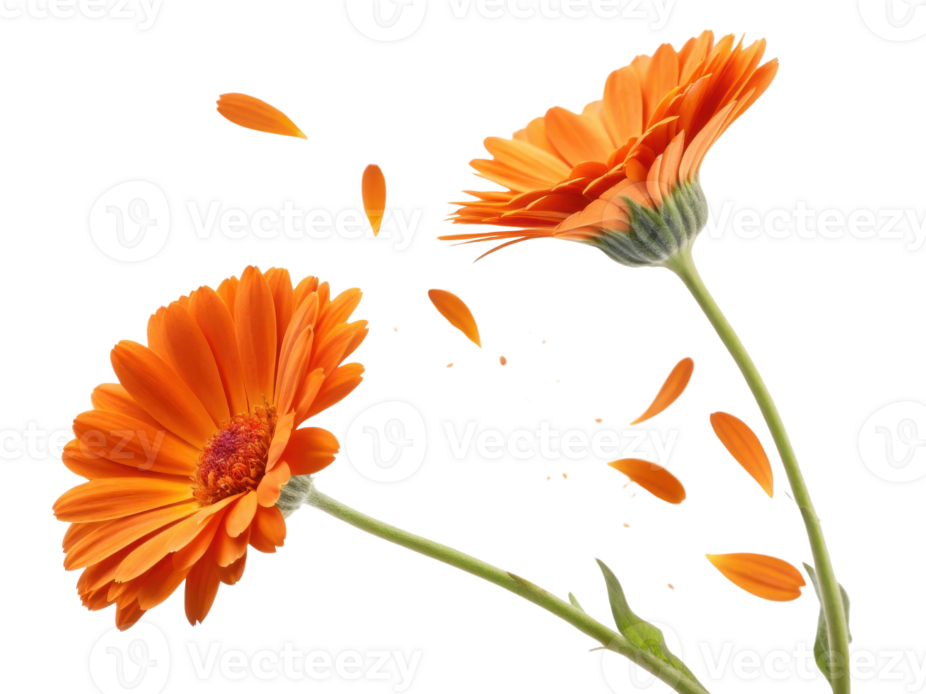 Bright and vibrant calendula flowers showcase their beauty as petals gracefully fall, creating stunning visual of nature elegance png