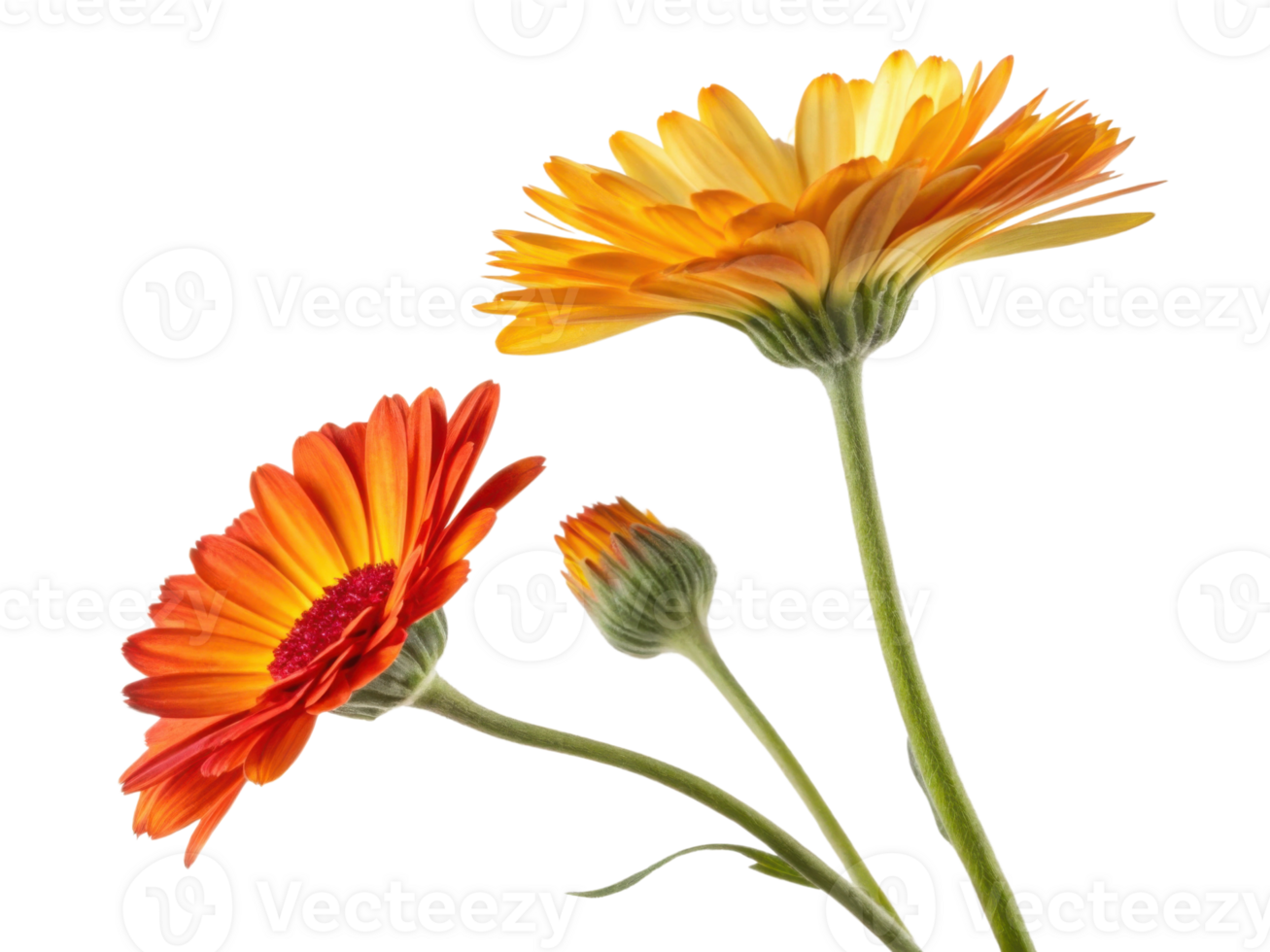Beautiful calendula flowers in vibrant orange and yellow hues showcase nature artistry, bringing warmth and joy to any setting png