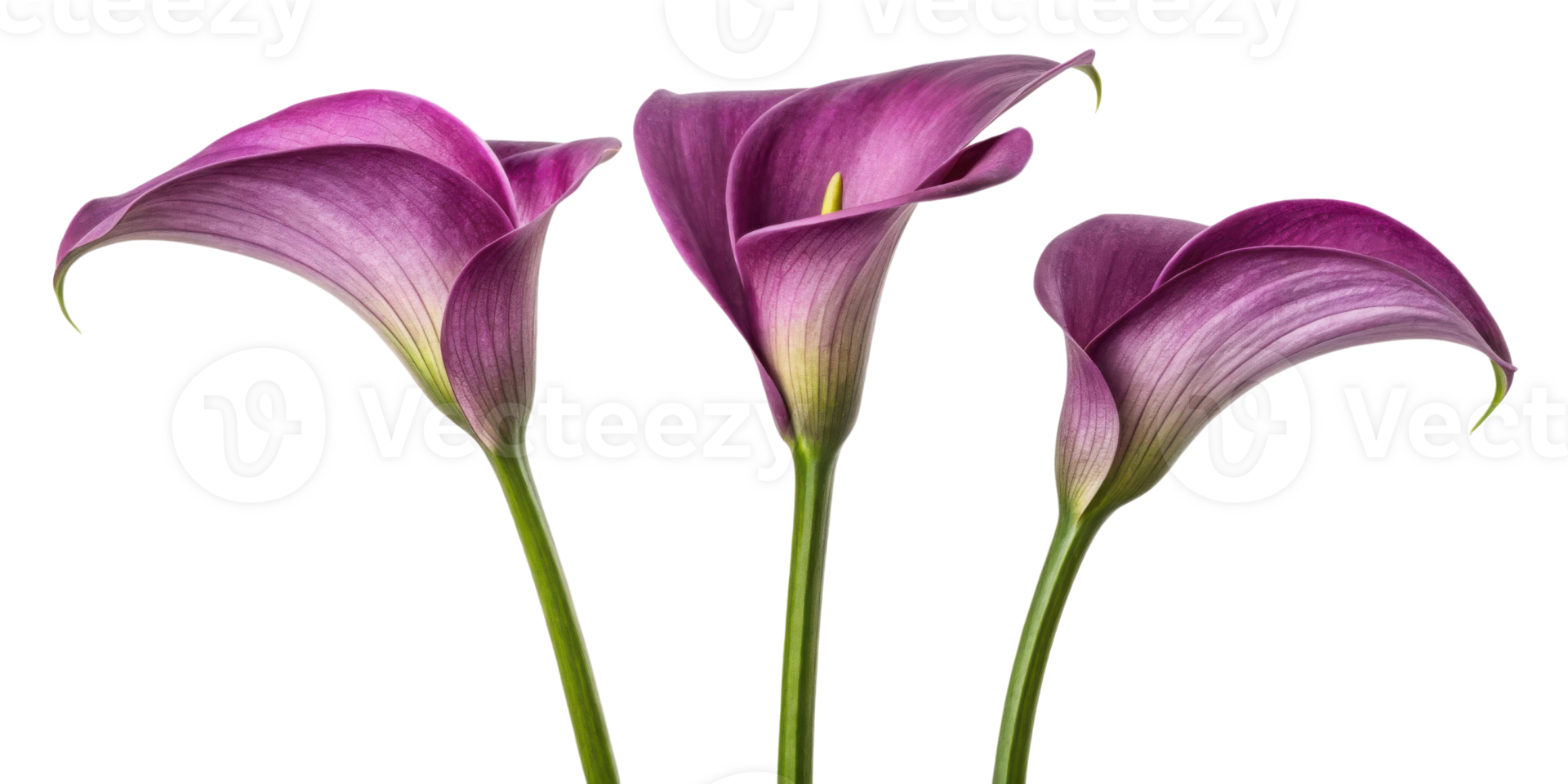 Three elegant calla lilies bloom gracefully showcasing their vibrant purple hues and delicate petals in serene display of nature beauty png