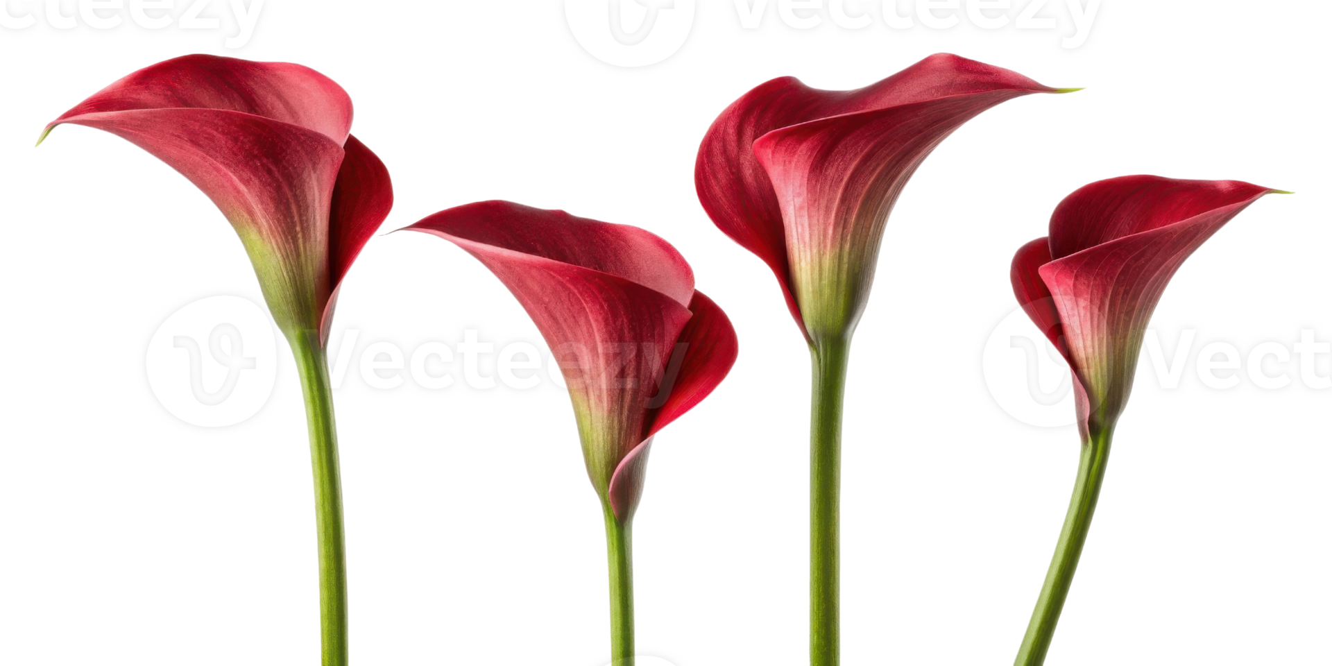 Beautiful calla lilies stand tall, showcasing their elegant red petals and graceful curves, perfect for any floral arrangement or decoration png