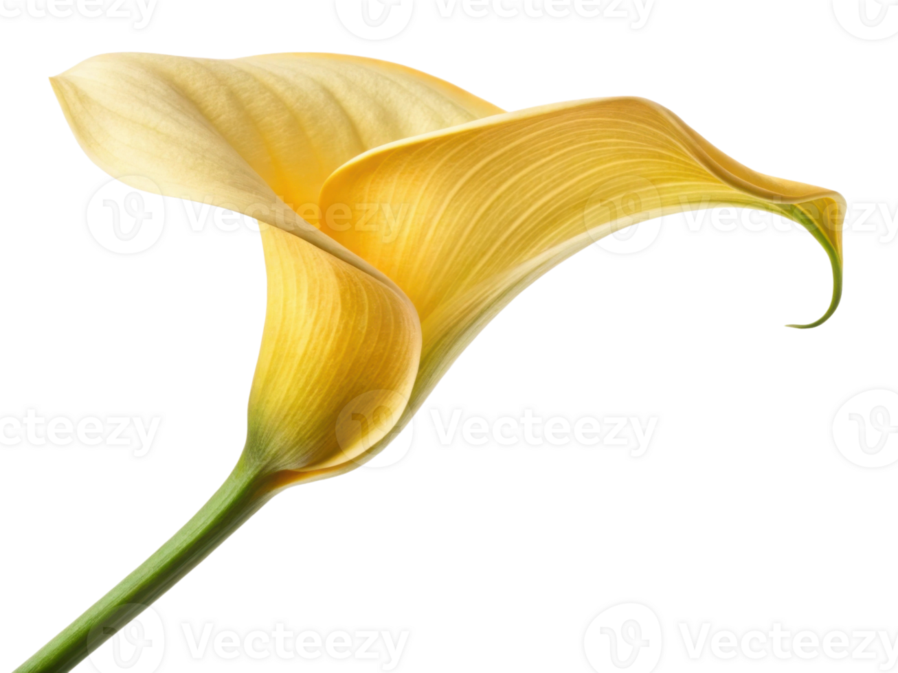 Stunning calla lily flower showcases its elegant yellow petals, radiating beauty and grace in any setting png