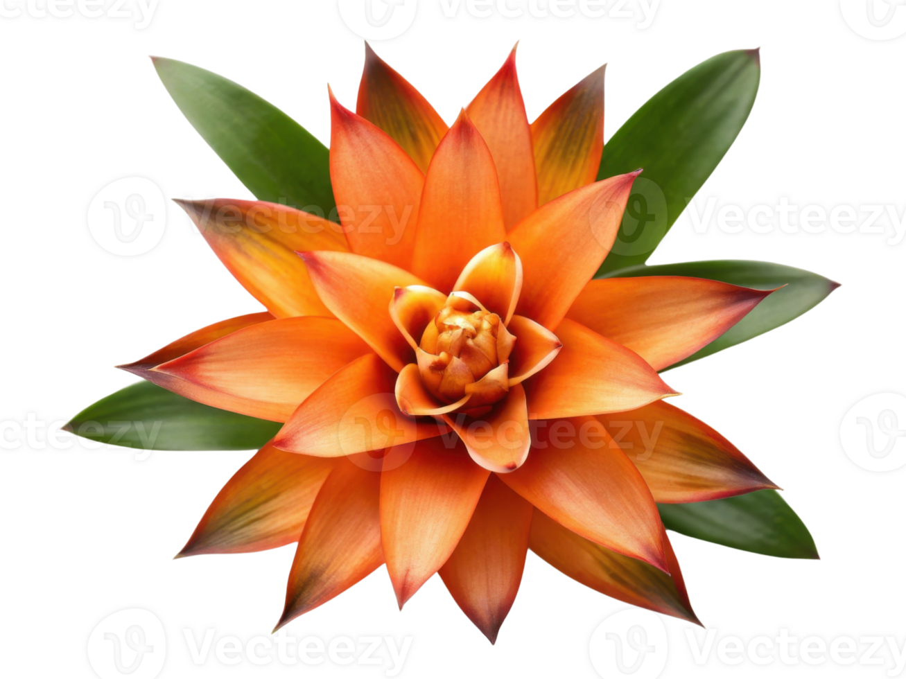 Vibrant bromeliad flower showcases stunning orange petals and lush green leaves, creating captivating display of nature beauty png
