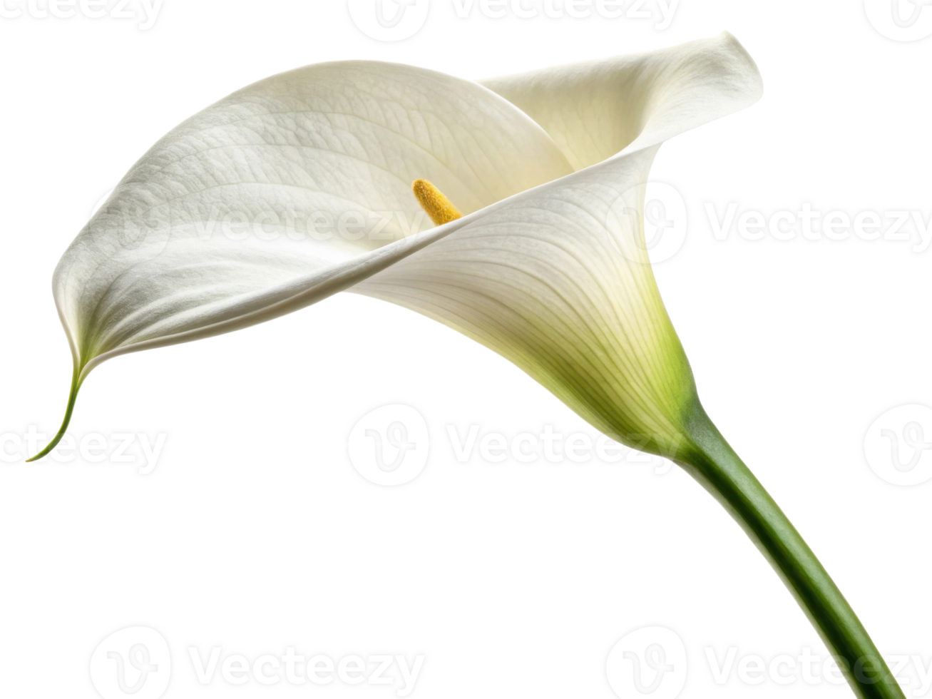 Stunning calla lily flower showcases its elegant curves and delicate beauty, symbolizing purity and grace in nature design png