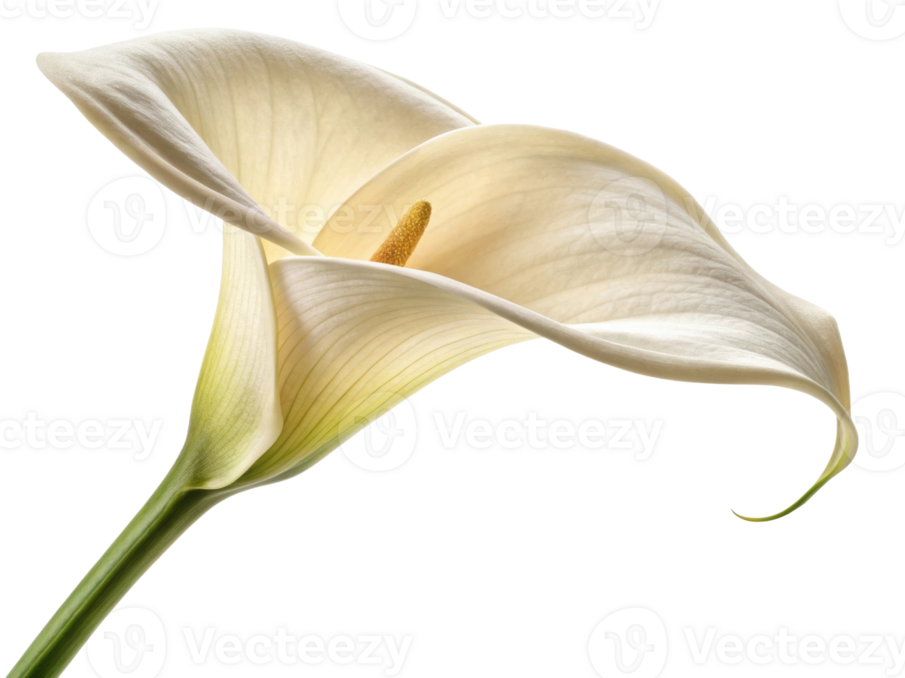 Beautiful calla lily flower gracefully displays its elegant curves and soft petals, symbolizing purity and beauty in nature png