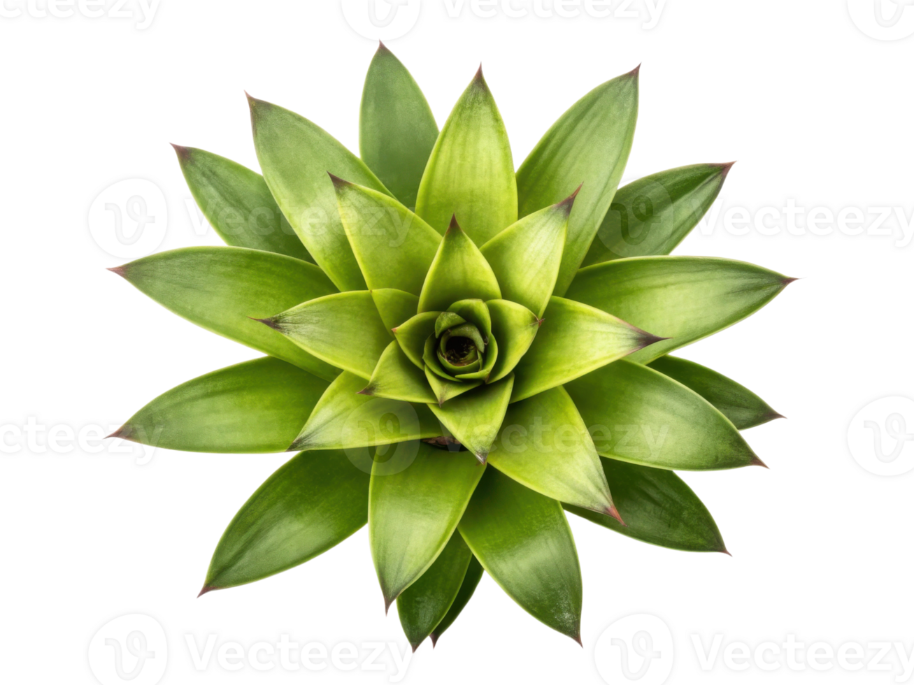 Vibrant bromeliad flower showcases lush green leaves radiating in stunning symmetrical pattern, perfect for adding touch of nature beauty png