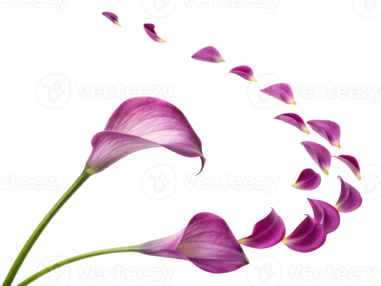 Delicate calla lilies gracefully swirl, showcasing their vibrant petals and elegant form, creating serene floral display png
