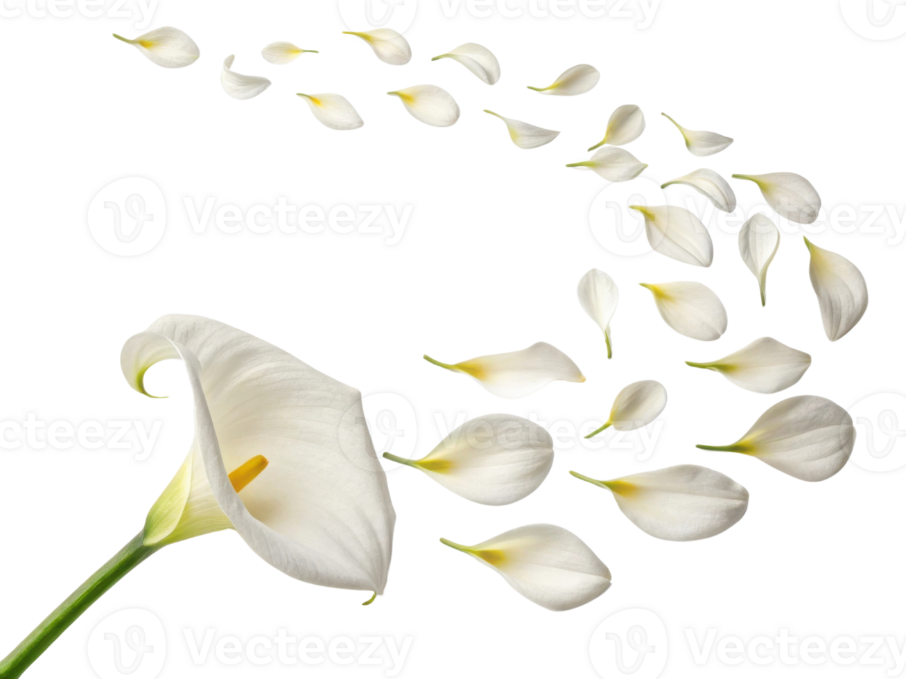 Beautiful calla lily flower gracefully releases its delicate petals, creating stunning visual of nature elegance and charm png