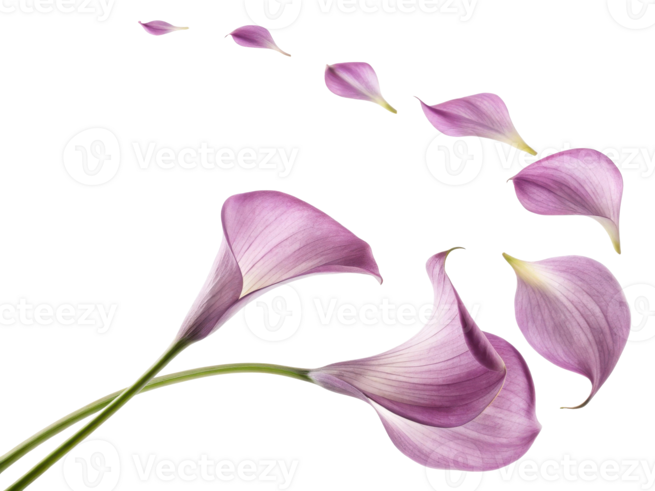 Delicate calla lily flowers gracefully float in air creating serene and beautiful scene. soft purple hues enhance elegance of nature png