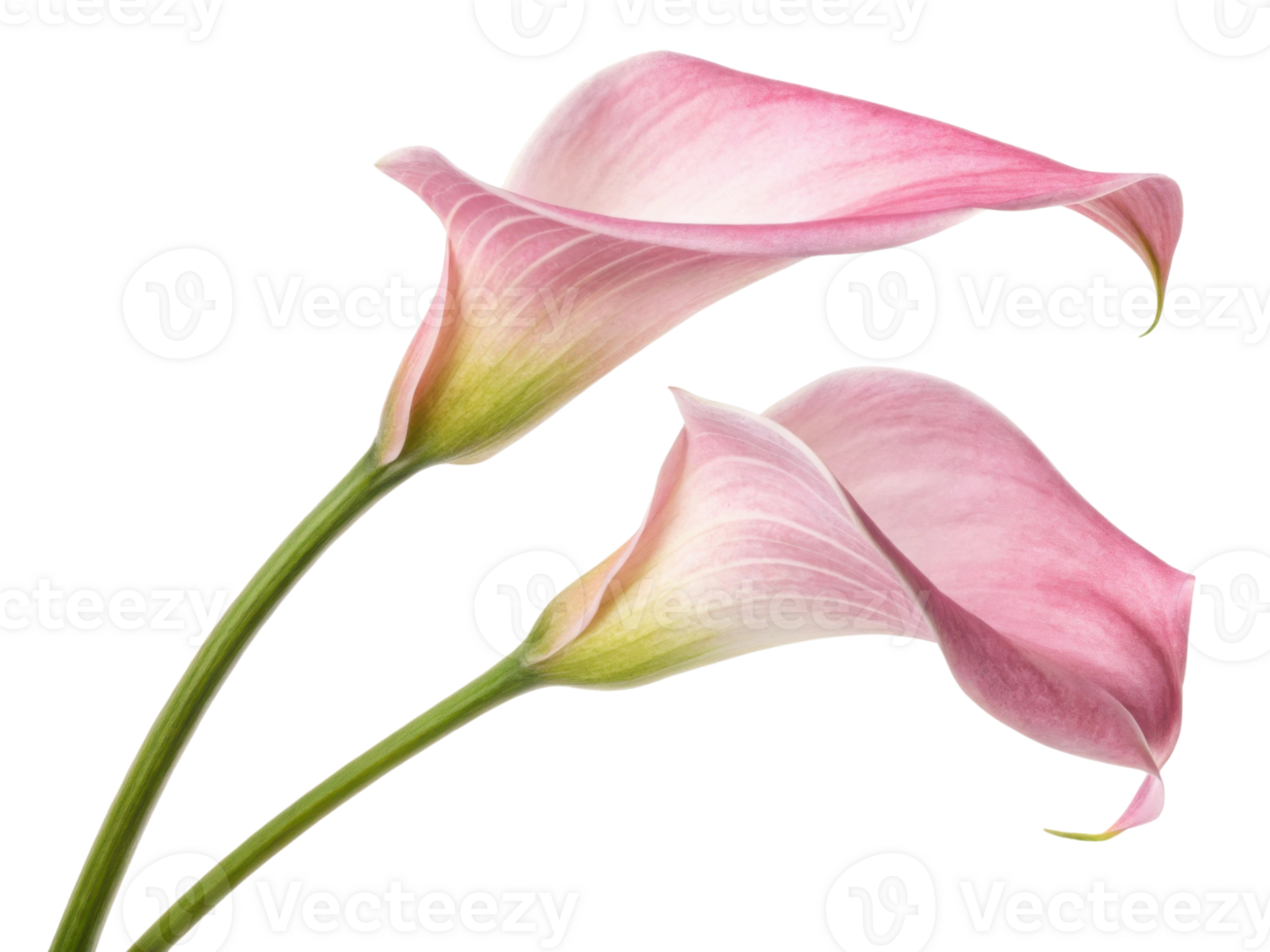 Delicate calla lily flowers bloom gracefully, showcasing their soft pink hues and elegant curves, perfect for any floral arrangement png