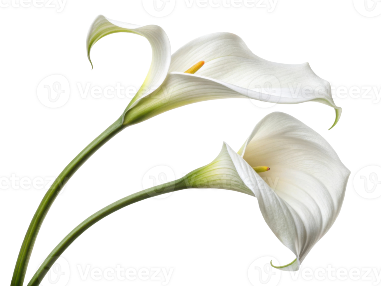 Beautiful calla lilies gracefully bloom, showcasing their elegant petals and vibrant yellow centers, perfect for any floral arrangement png