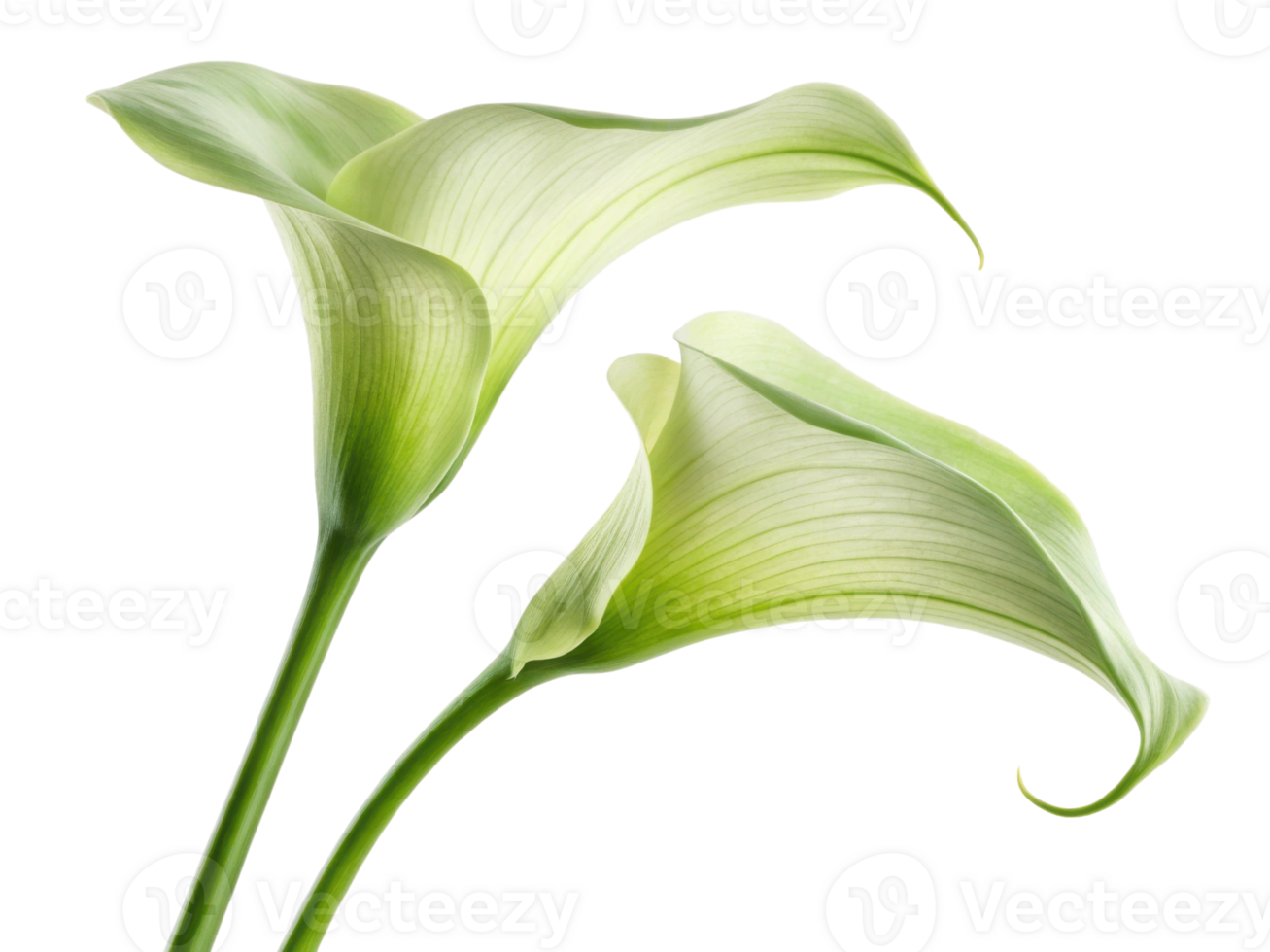 Beautiful calla lilies bloom gracefully, showcasing their elegant curves and soft green hues, perfect for any floral arrangement png