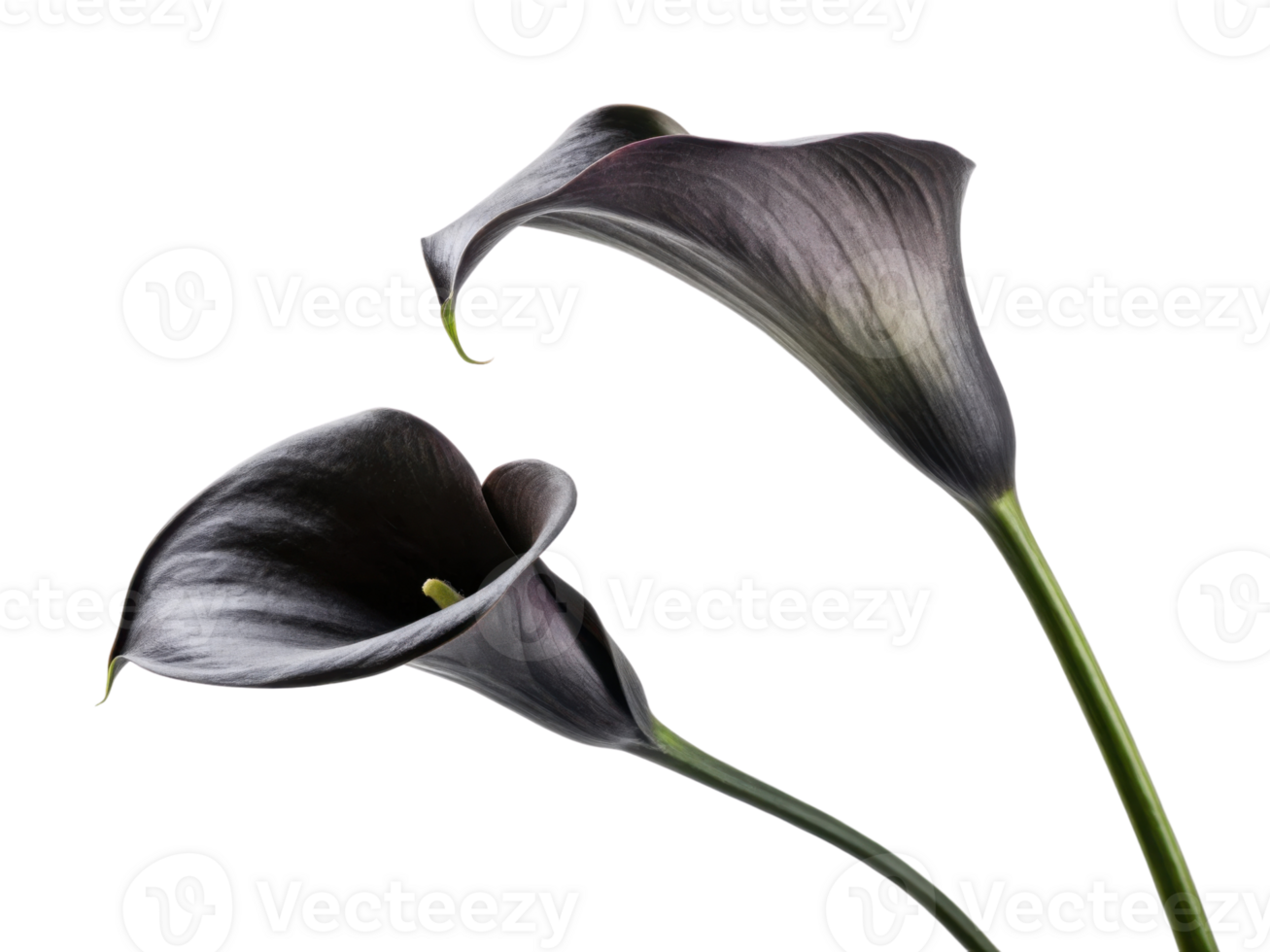 Elegant calla lily flowers in dark hues create striking visual impact, showcasing their unique beauty and charm png