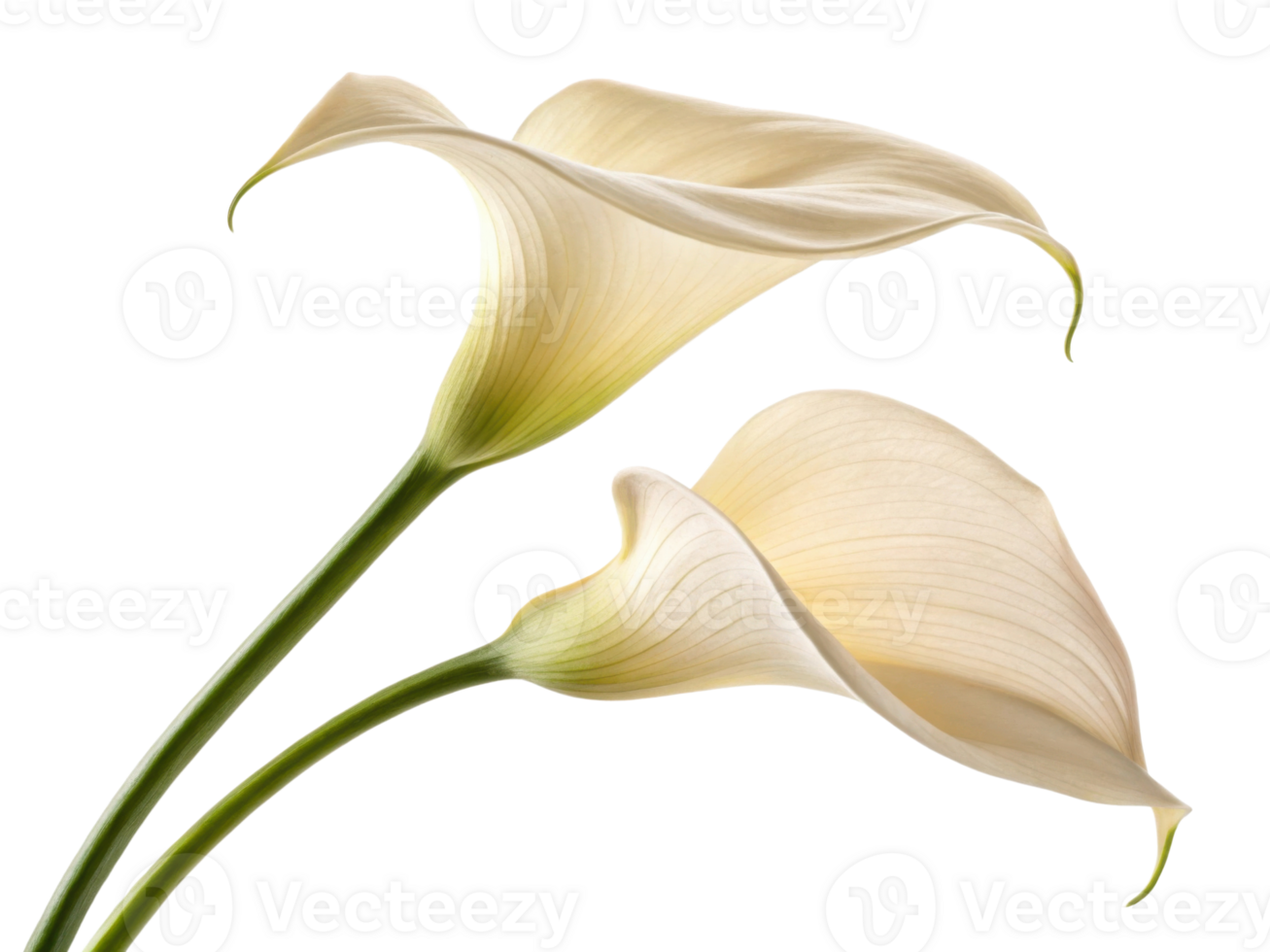 Elegant calla lilies bloom gracefully, showcasing their delicate petals and vibrant green stems, perfect for any floral arrangement png
