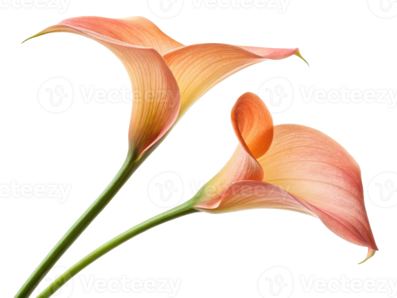 Beautiful calla lilies bloom gracefully, showcasing their elegant petals in soft hues that evoke sense of tranquility and beauty png