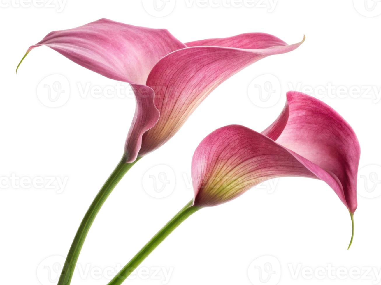 Beautiful calla lilies bloom gracefully, showcasing their elegant petals in shades of pink, creating serene and uplifting atmosphere png