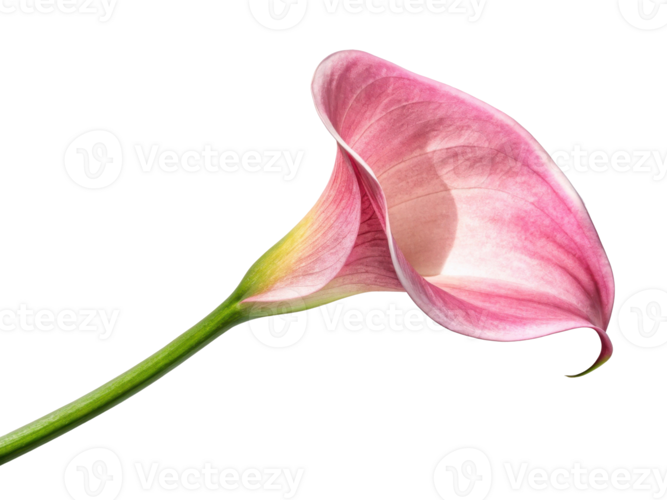 Stunning calla lily flower showcases its elegant pink petals and graceful curve, embodying beauty and tranquility in nature png