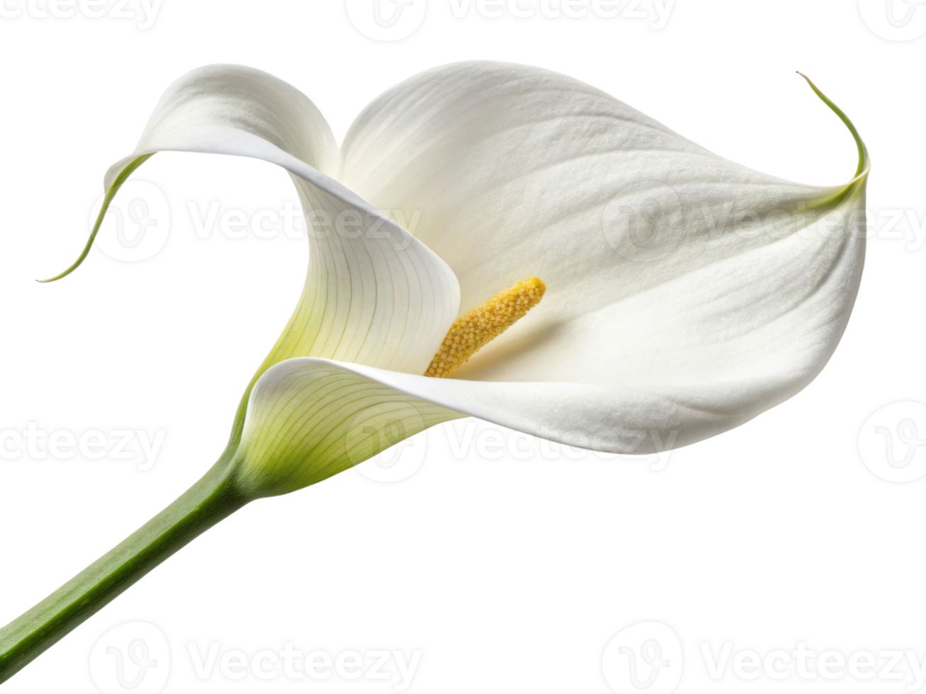 Stunning calla lily flower showcases its elegant white petals and delicate yellow stamen, embodying beauty and grace in nature png