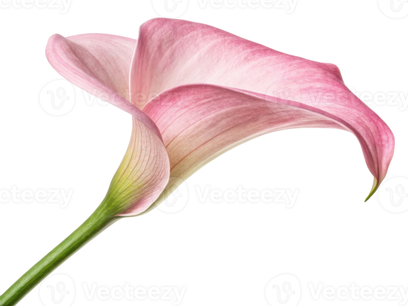 Beautiful calla lily flower with delicate pink hues showcases elegance and grace in nature design png