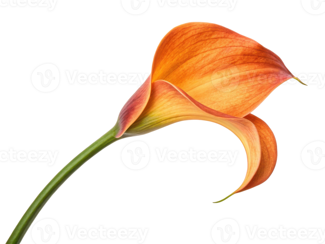 Stunning calla lily flower showcases vibrant orange hues and elegant curves, symbolizing beauty and grace in nature png