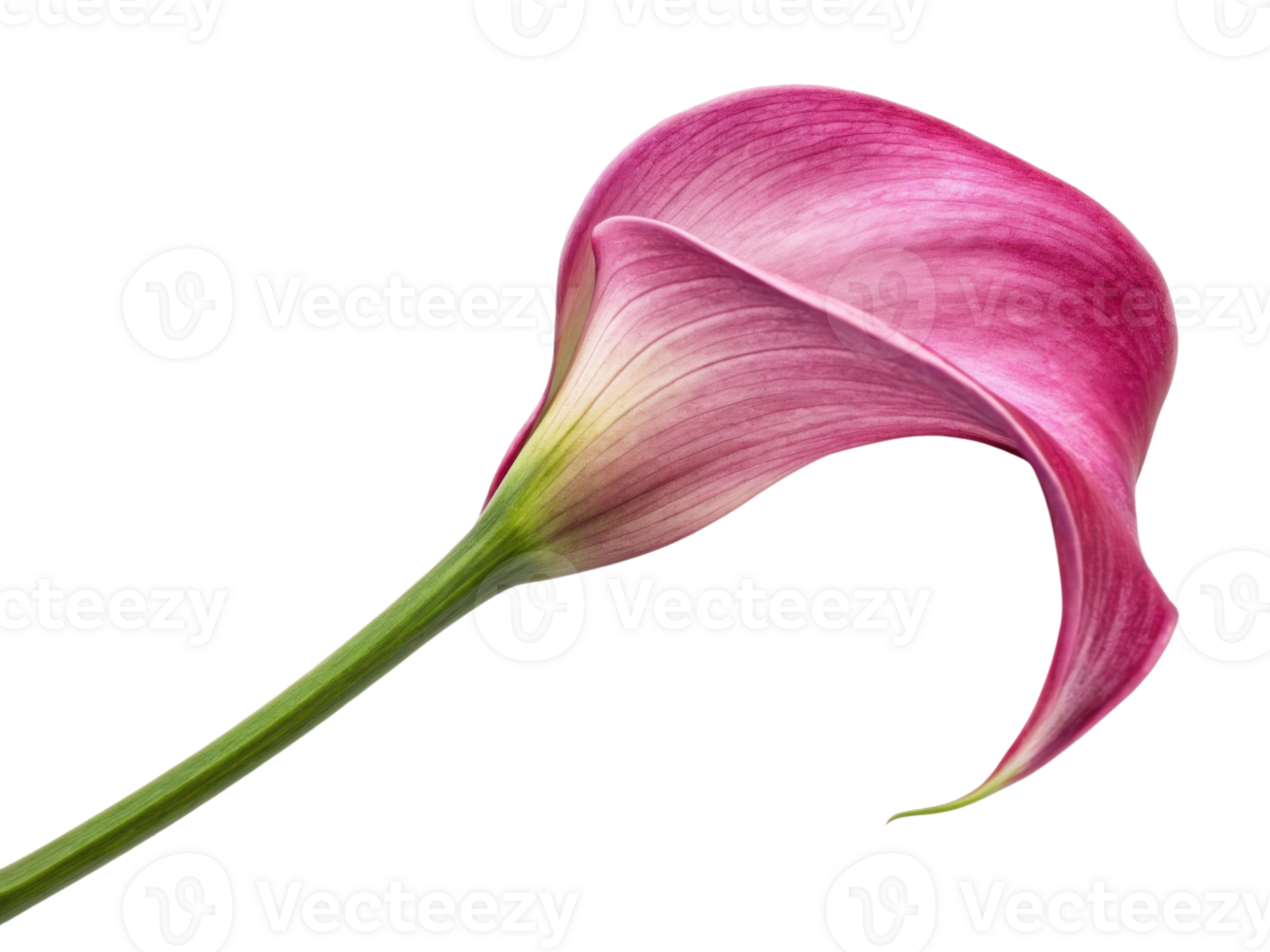 Stunning calla lily flower showcases its elegant curves and vibrant pink hues, symbolizing beauty and grace in nature png