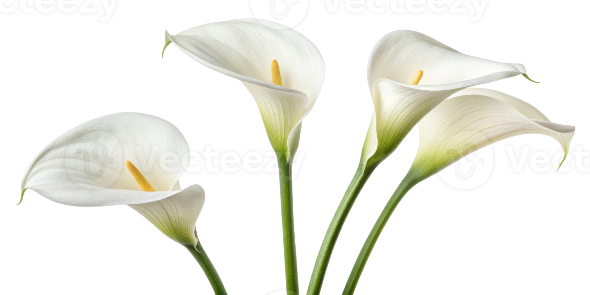 Elegant calla lilies bloom gracefully showcasing their delicate petals and vibrant yellow centers in serene arrangement png