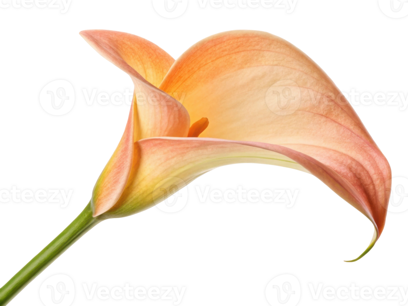 Stunning calla lily flower showcases delicate petals in soft shades of peach and cream, embodying elegance and beauty png