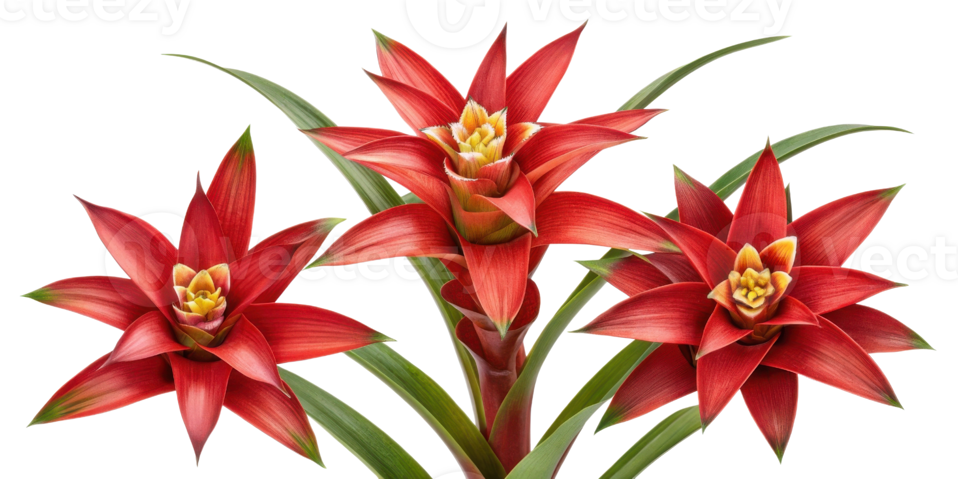 Bromeliad flowers bloom vibrantly showcasing their striking red petals and lush green leaves creating stunning display of nature beauty png
