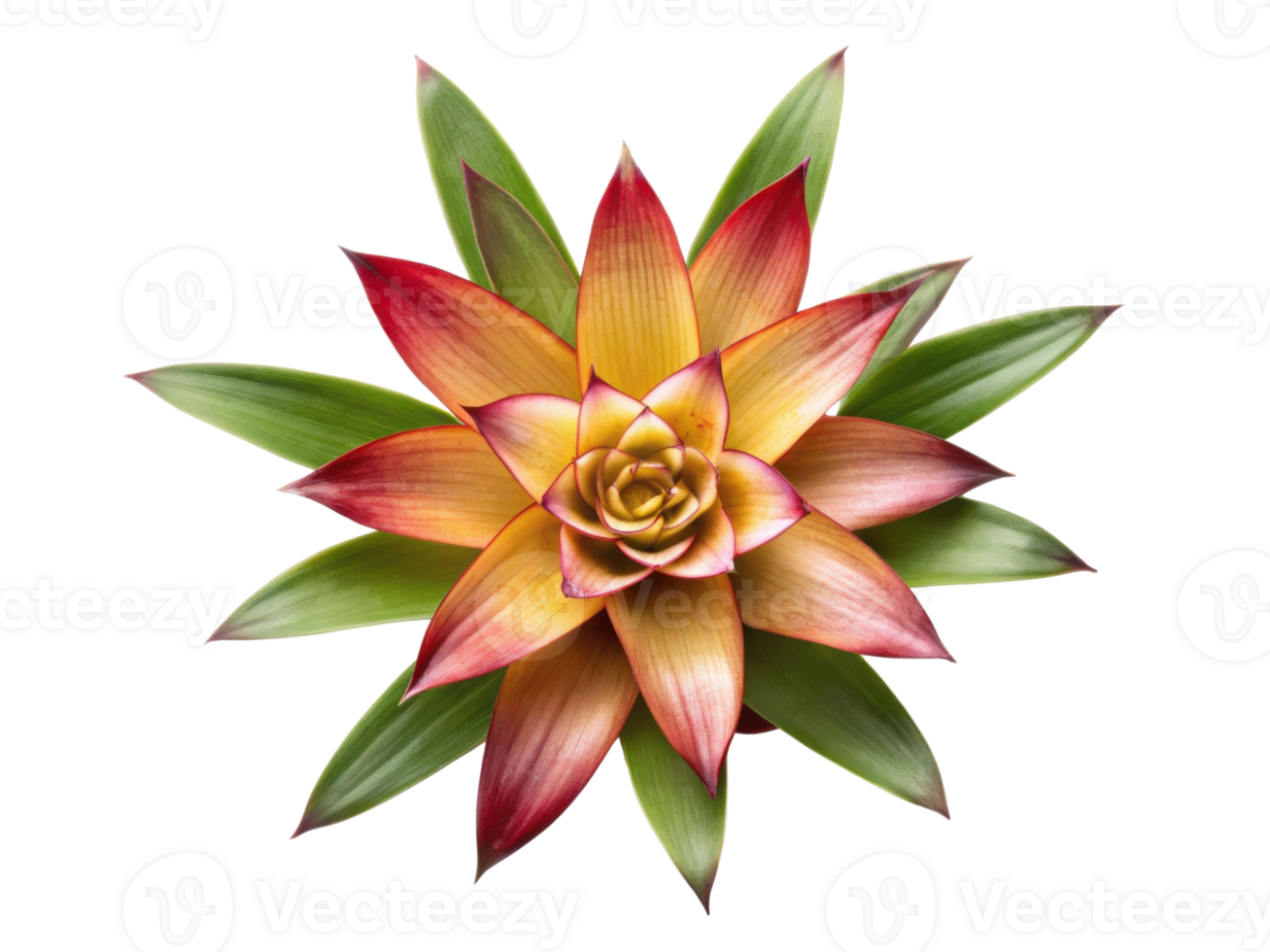 Vibrant bromeliad flower showcases stunning colors and intricate petals, making it perfect addition to any garden or indoor space png