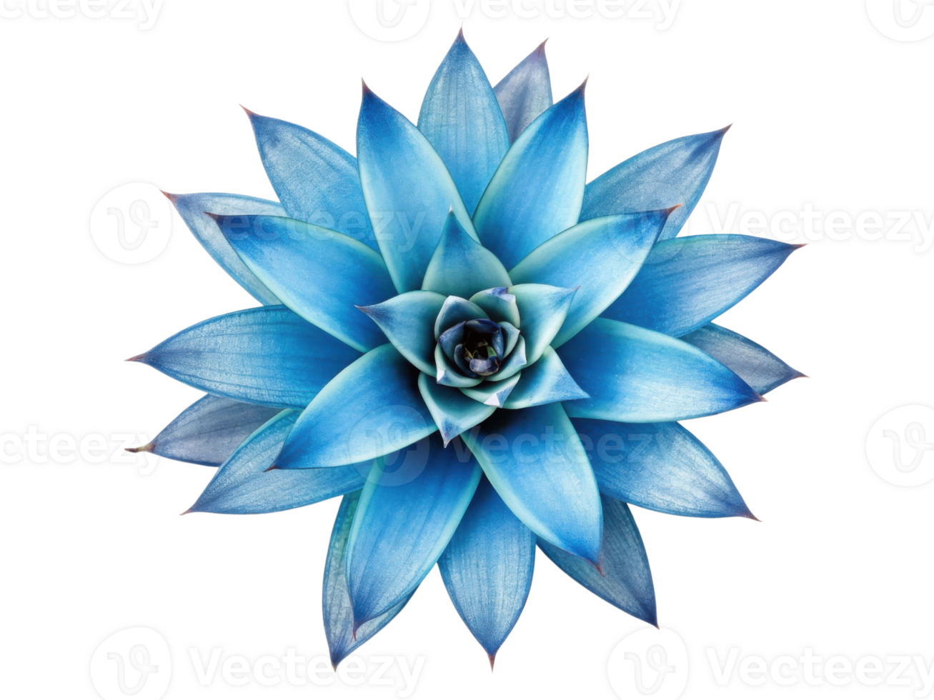Stunning bromeliad flower showcases vibrant blue petals radiating in symmetrical pattern creating captivating visual appeal png